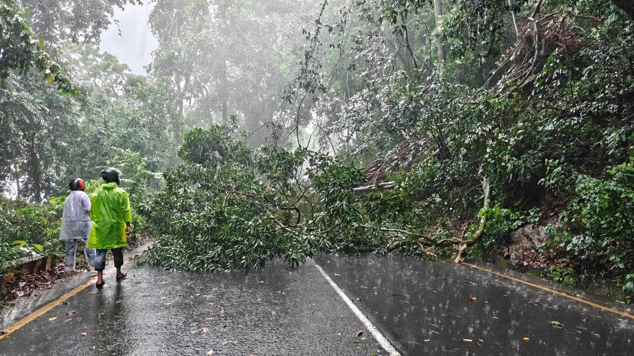 താമരശ്ശേരി ചുരത്തിൽ മരം വീണ് ഗതാഗതം പൂർണ്ണമായി തടസ്സപ്പെട്ടു; വൻ ഗതാഗതക്കുരുക്ക്