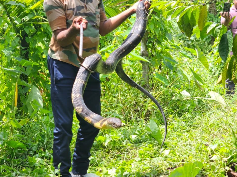 തോട്ടത്തിൽ നിന്നും രാജവെമ്പാലയേ പിടികൂടി