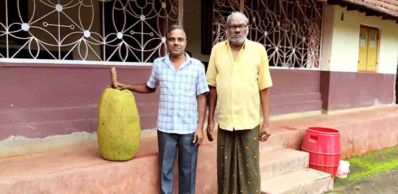 കൃഷിയിടത്തില്‍ വിളഞ്ഞ ഭീമന്‍ ചക്ക ശ്രദ്ധനേടുന്നു