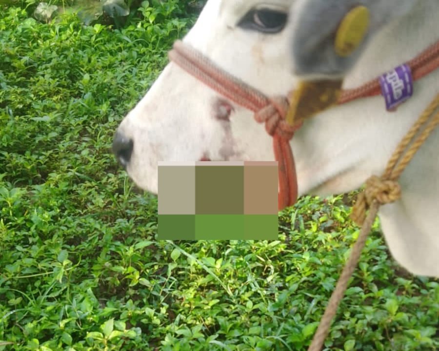 ചീരാൽ വീണ്ടും വന്യമൃഗ ആക്രമണം;പശുവിനെ ആക്രമിച്ചു
