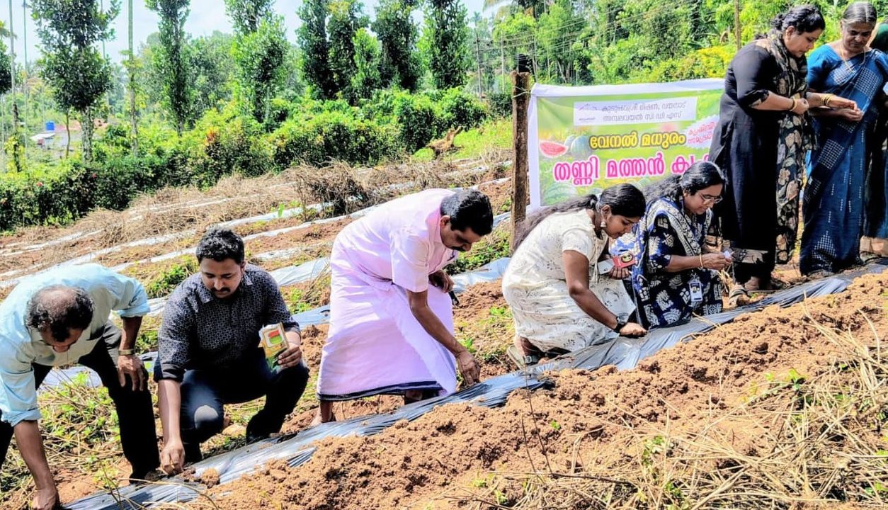 വേനല്‍ മധുരം തണ്ണിമത്തന്‍ കൃഷിക്ക് ജില്ലയില്‍ തുടക്കം