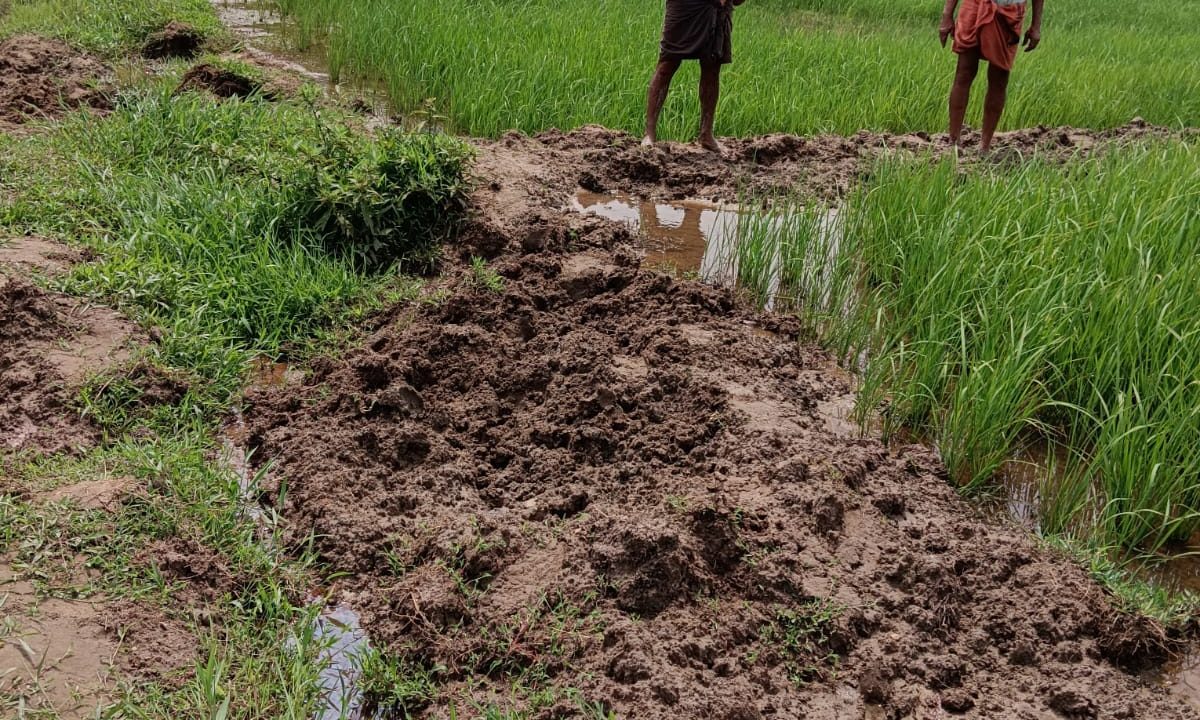 പാലൂർകുന്ന് പാടശേഖരത്തിൽ കാട്ടുപന്നി ശല്യം രൂക്ഷം; വ്യാപക കൃഷിനാശം