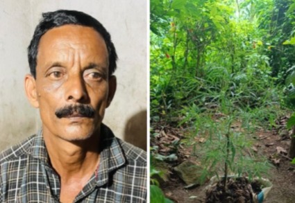 പറമ്പിൽ കഞ്ചാവ് ചെടി വളർത്തിയാൾ പിടിയിൽ