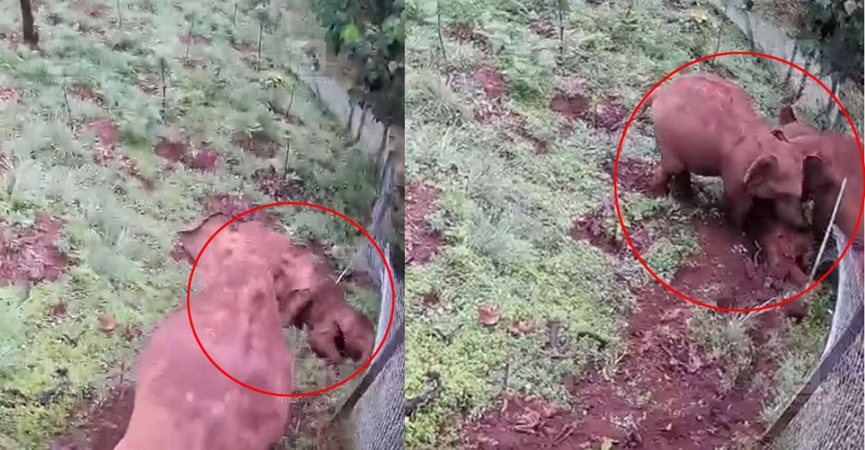 കുത്തനെയുള്ള ചെരിവിൽ നിന്ന് ഉരുണ്ടുവീണ കുട്ടിയാന ചരിഞ്ഞു